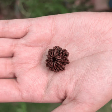 11 Mukhi Rudraksha For Clear Communication & Confidence(Certified)
