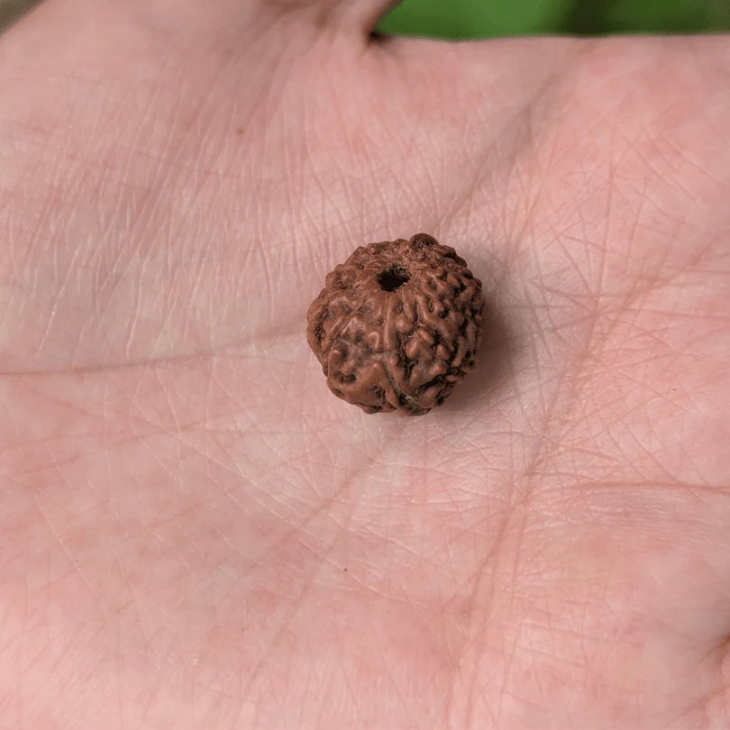 11 Mukhi Rudraksha For Clear Communication & Confidence(Certified)
