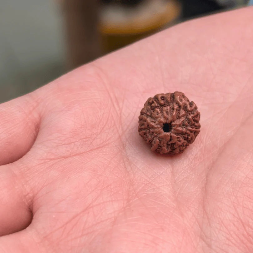 11 Mukhi Rudraksha For Clear Communication & Confidence(Certified)