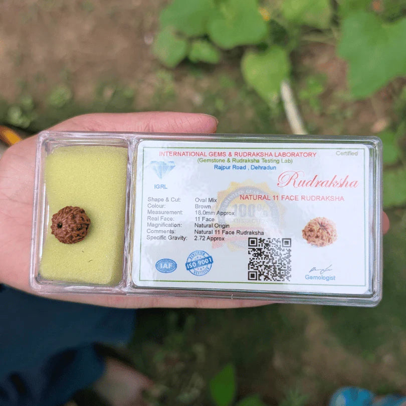 11 Mukhi Rudraksha For Clear Communication & Confidence(Certified)