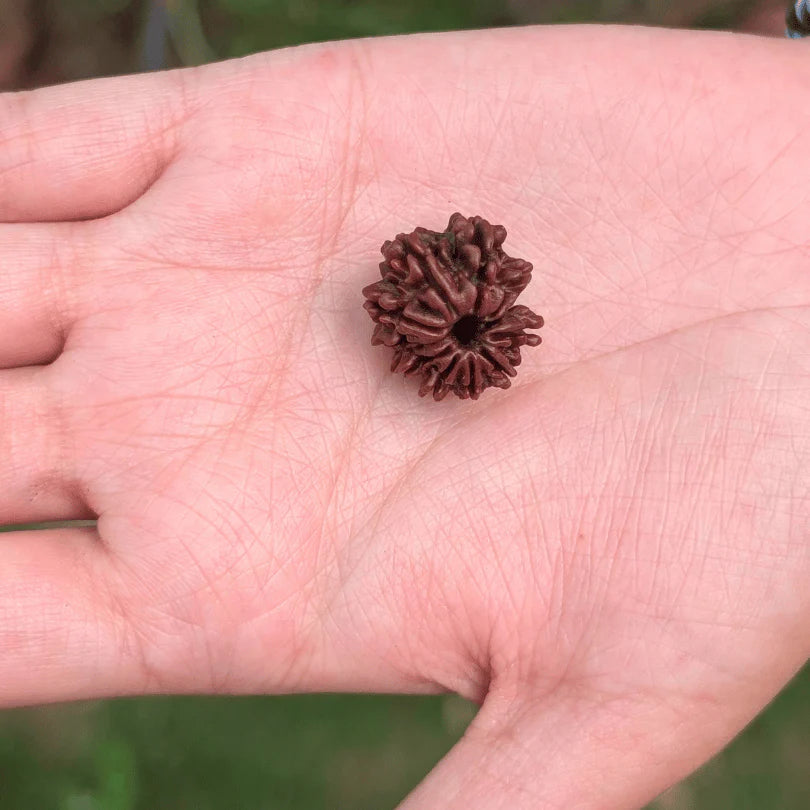 11 Mukhi Rudraksha For Clear Communication & Confidence(Certified)