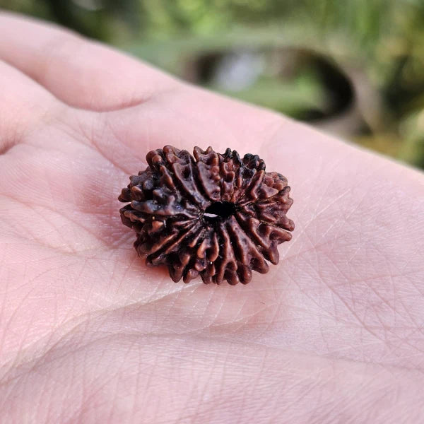 13 Mukhi Rudraksha for charisma, and attraction