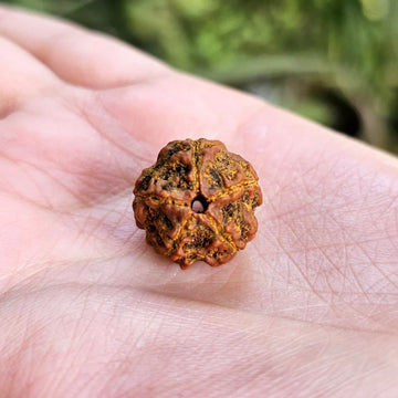 5 MUKHI CERTIFIED RUDRAKSHA For Health & Stress relief