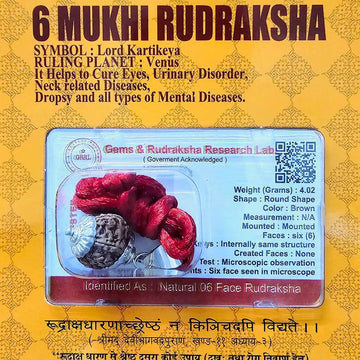 6 MUKHI CERTIFIED RUDRAKSHA For Focus & Learning