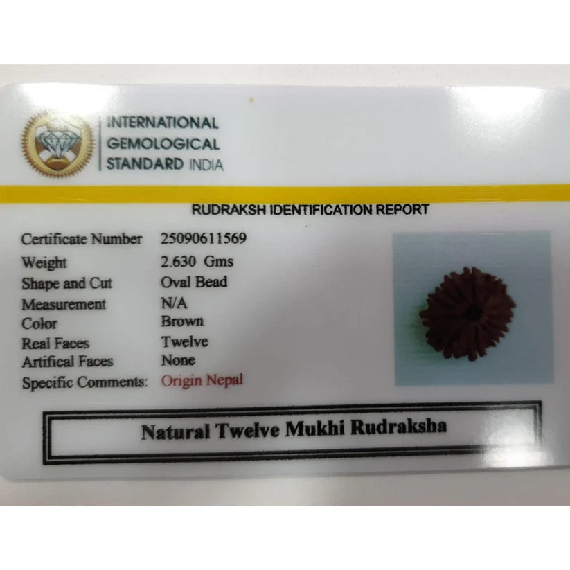 12 Mukhi Rudraksha for leadership, and vitality