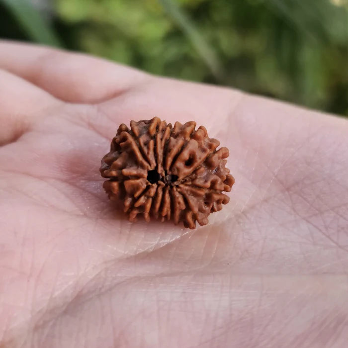 12 Mukhi Rudraksha for leadership, and vitality